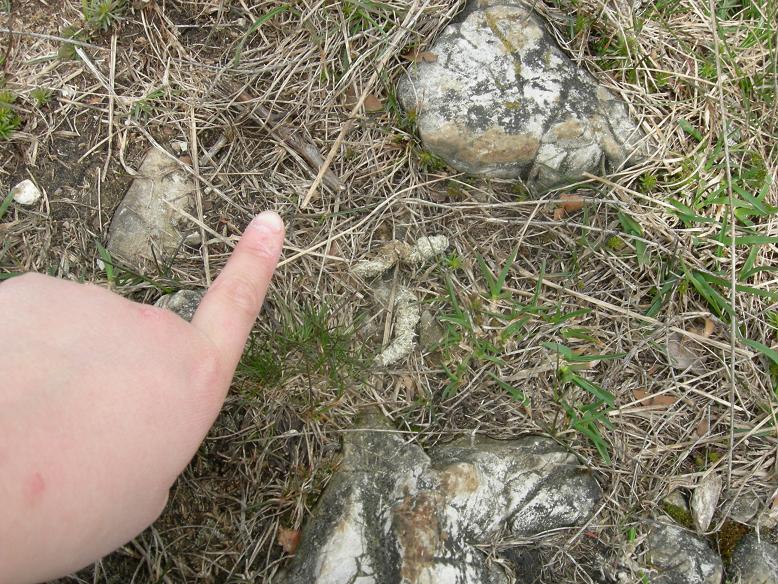 Denti della Vecchia