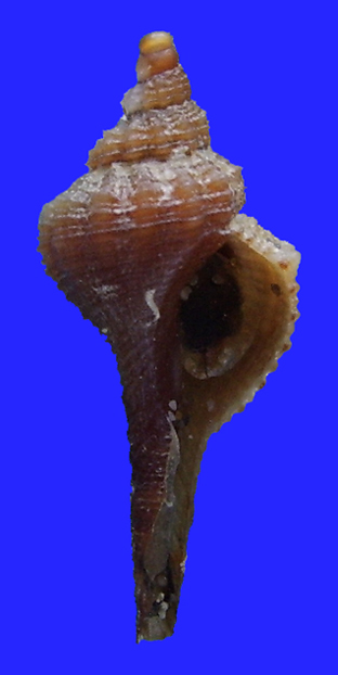 Bolinus brandaris giovane?