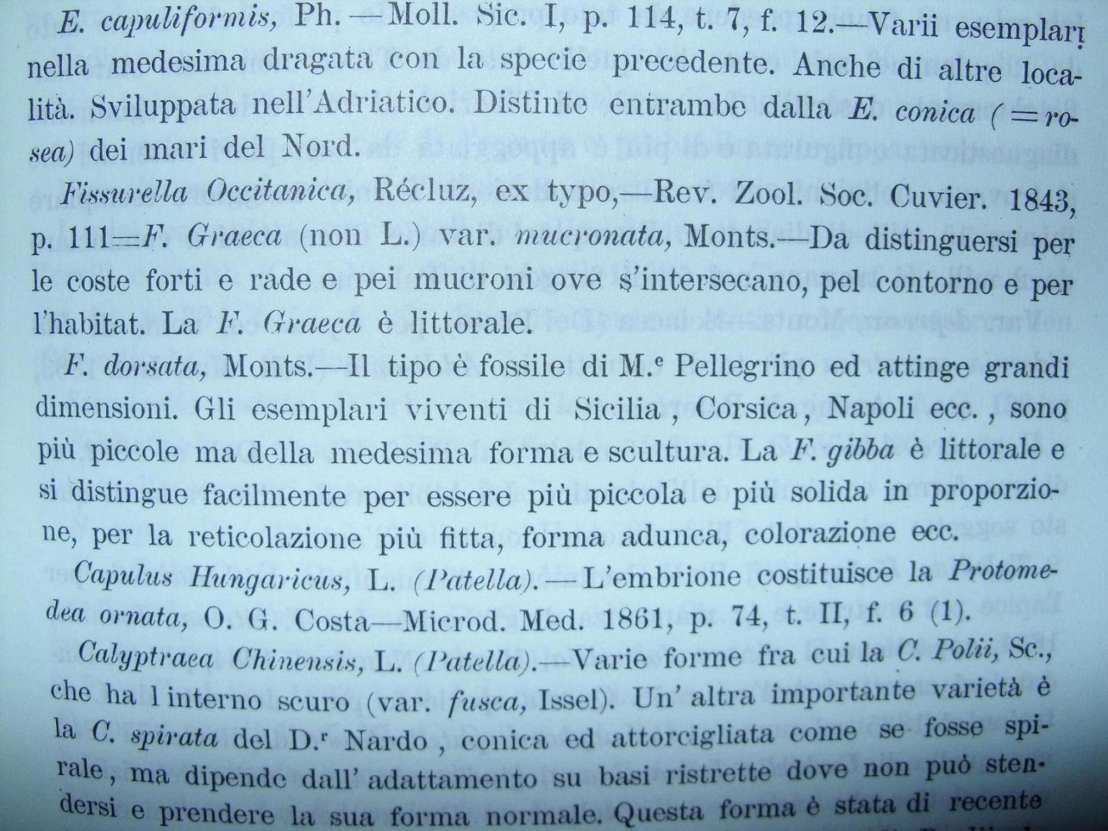 Diodora gibberula e Diodora producta