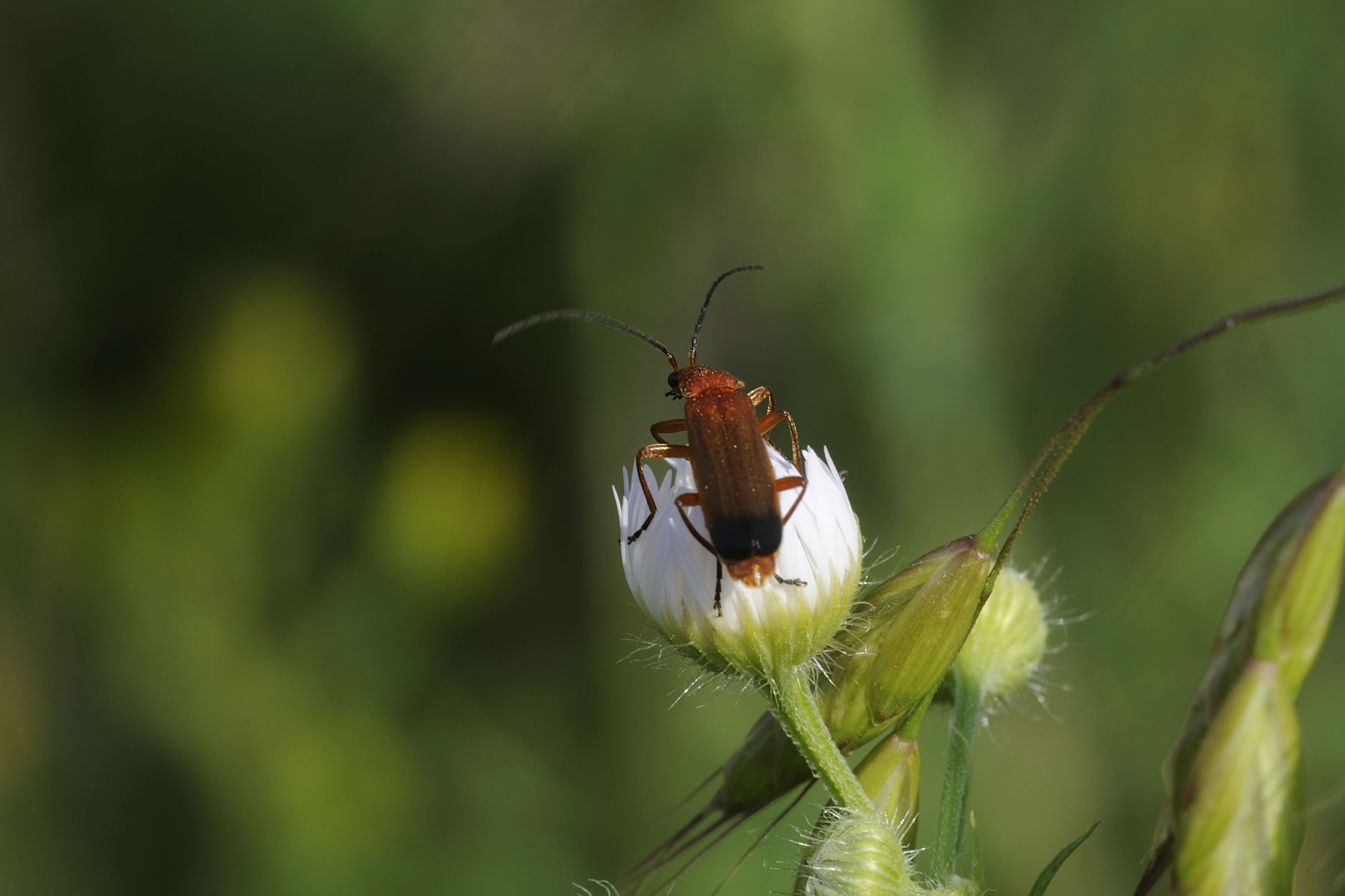 identificazione insetti