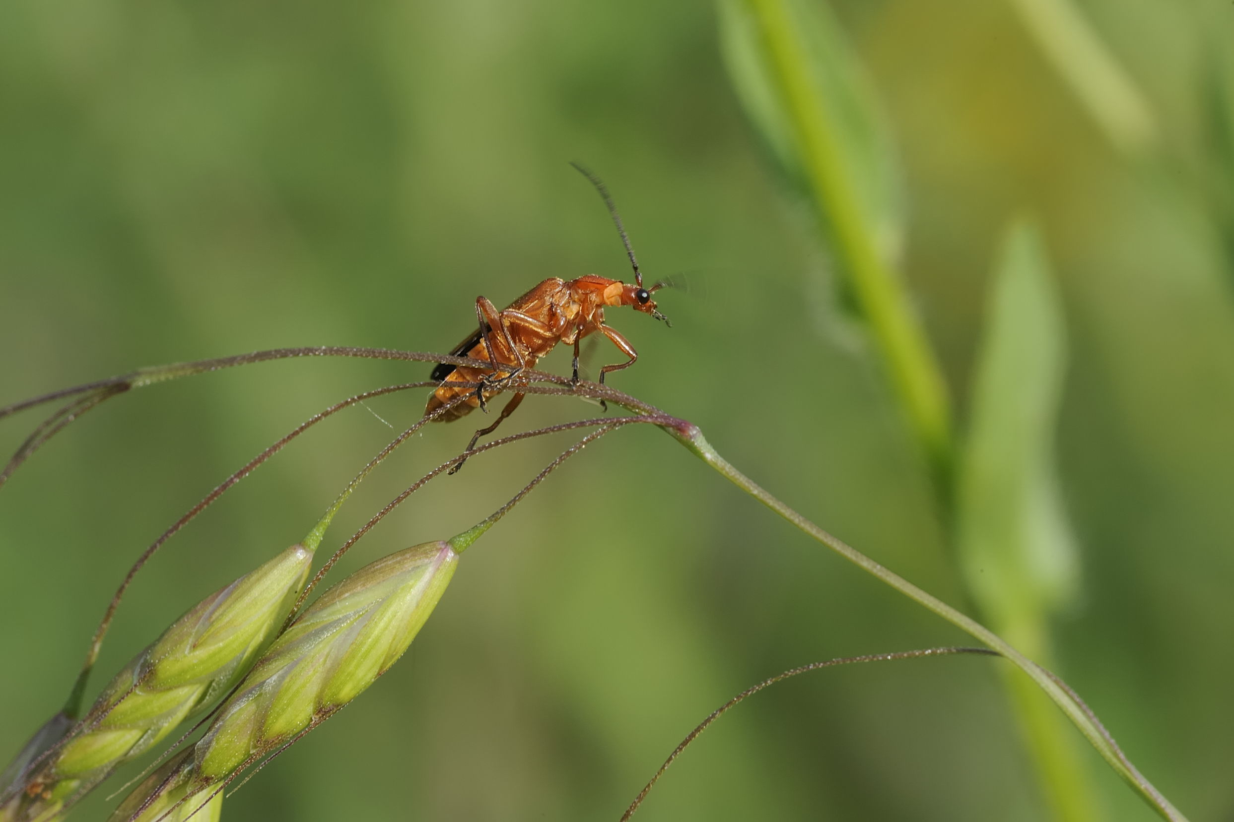 identificazione insetti