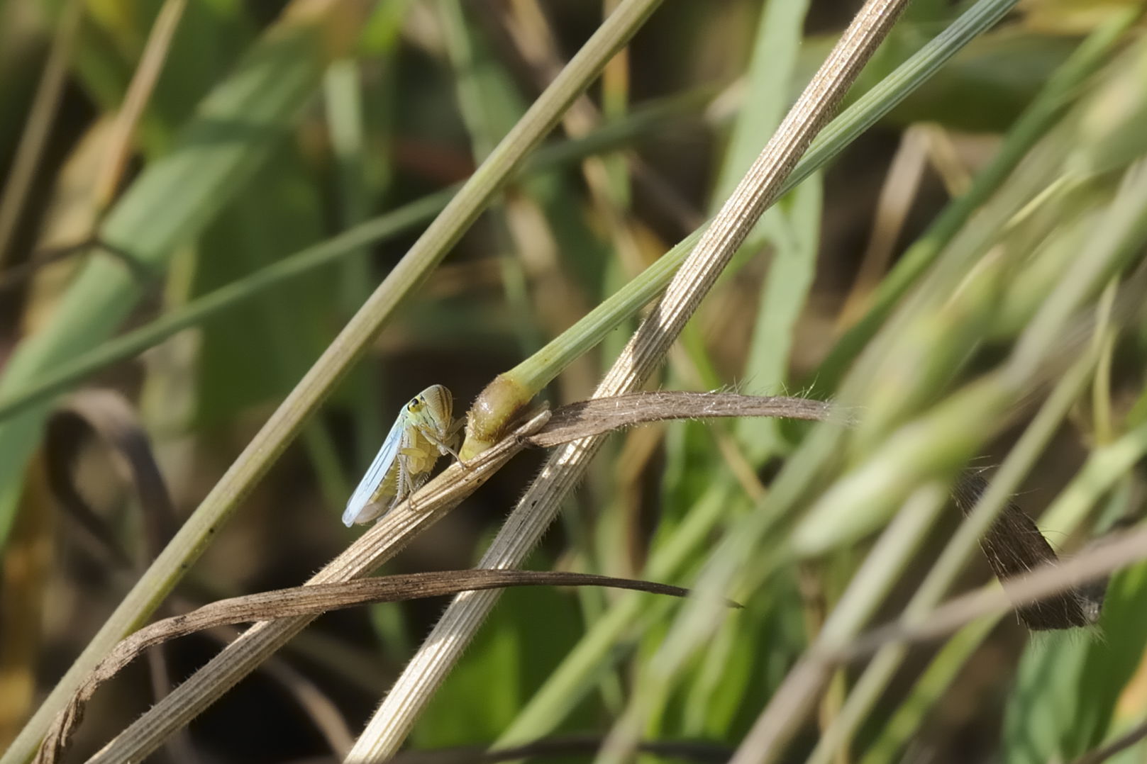 identificazione insetti