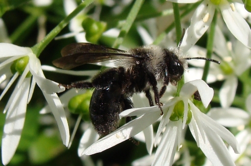 Andrena vaga oppure A. cinerea