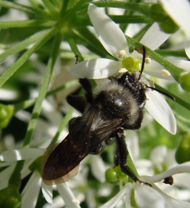 Andrena vaga oppure A. cinerea