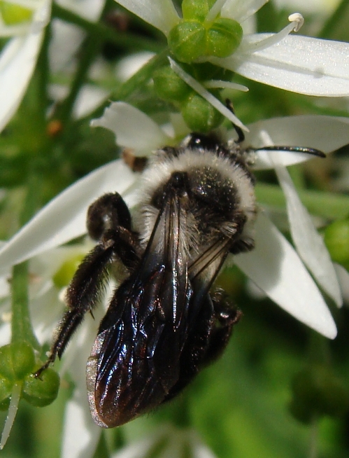 Andrena vaga oppure A. cinerea