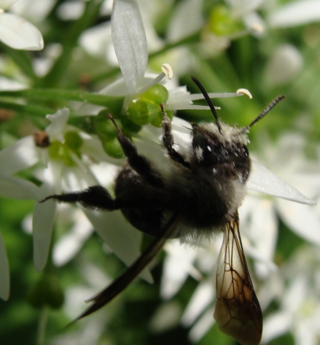 Andrena vaga oppure A. cinerea