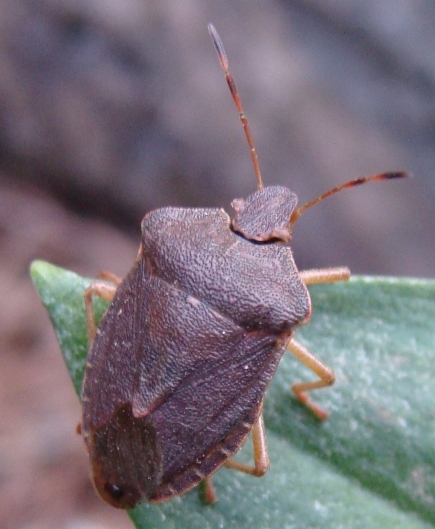 Palomene prasina