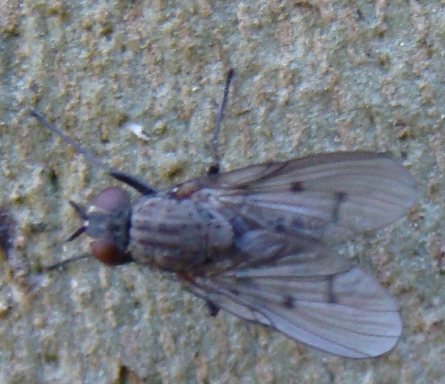 mosca
