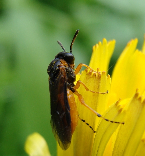 Athalia bicolor (Tenthredinidae)