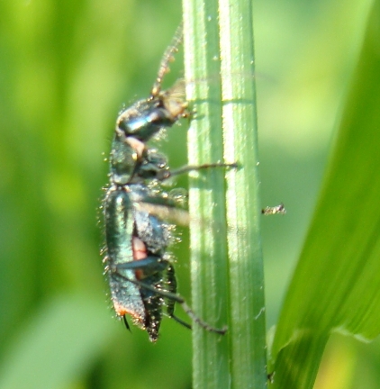 Clanoptilus sp. - Malachiidae