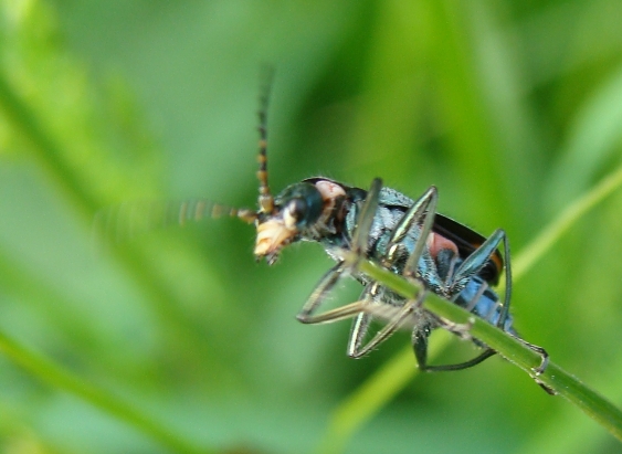 Clanoptilus sp. - Malachiidae