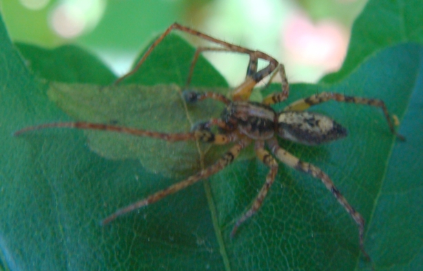 Anyphaena sp.