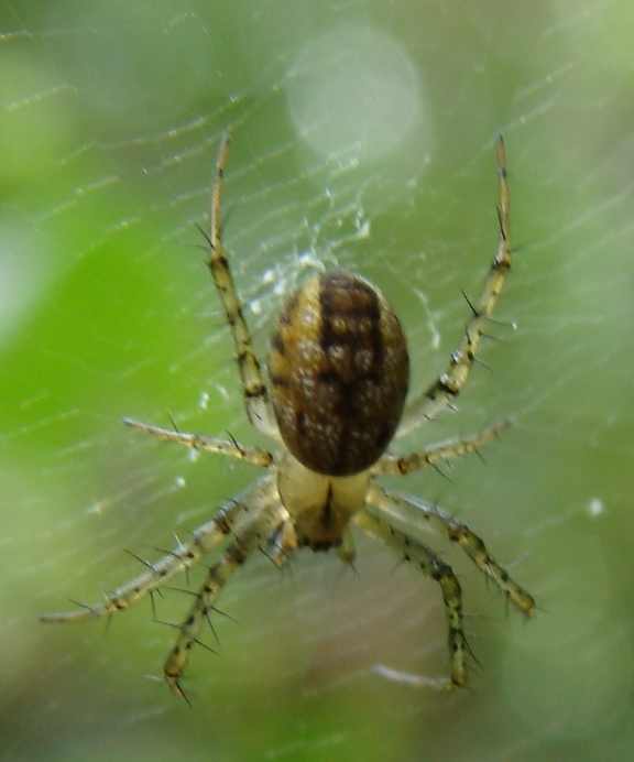 Mangora acalypha