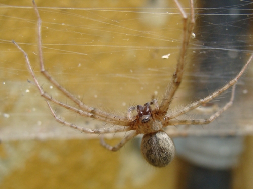 Tegenaria sp.