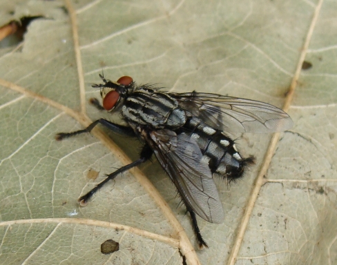 Sarcophaga sp. (Sarcophagidae).
