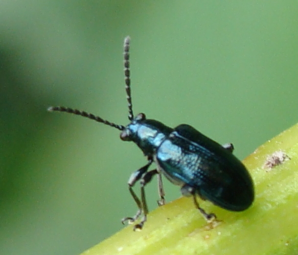 Lema cyanella