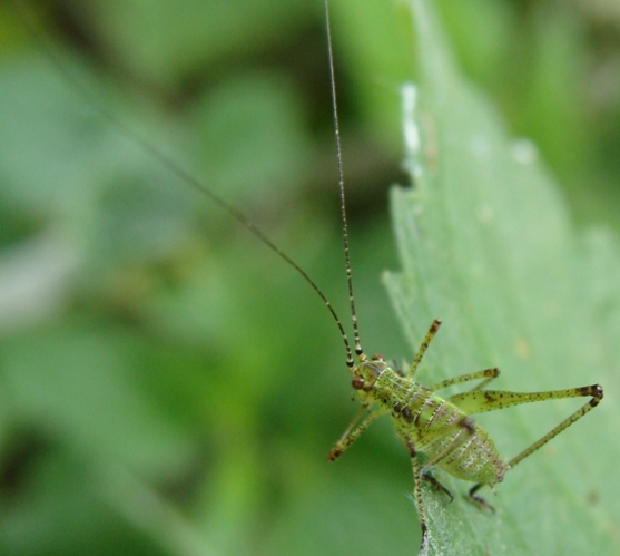 Ortotteri della passata estate: R. nitidula e P. nana