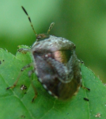 Pentatomide ignoto: Eysarcoris venustissimus