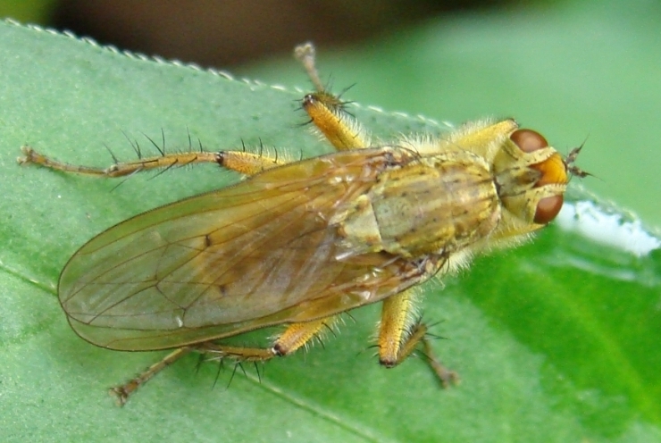 dittero giallo: Scathophaga stercoraria  (Scathophagidae)