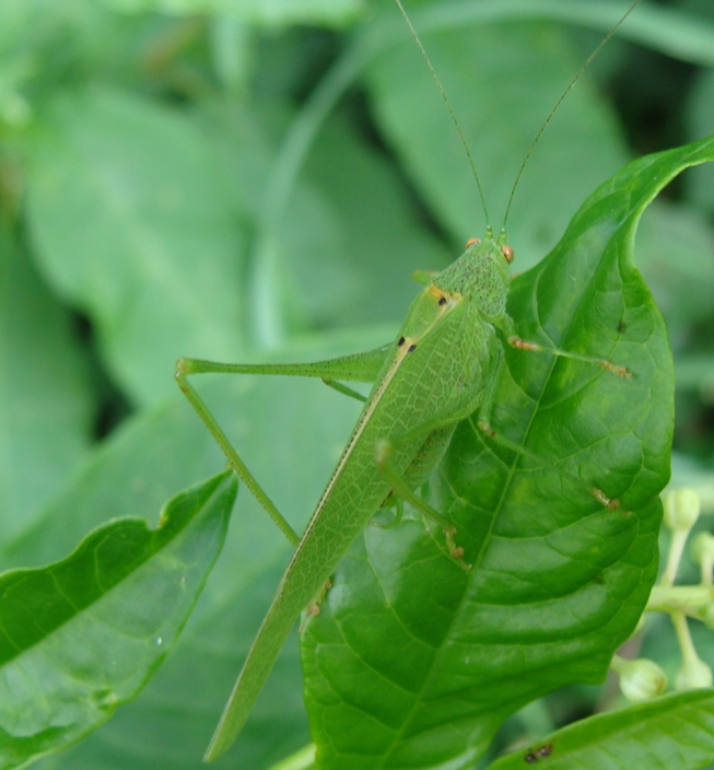 Ortotteri della passata estate: R. nitidula e P. nana