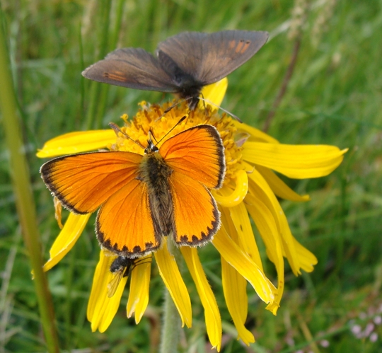 lepidotteri montani