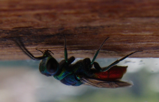 Chrysis sp., (gruppo ignita) (Chrysididae)