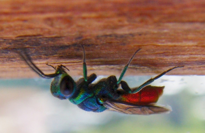 Chrysis sp., (gruppo ignita) (Chrysididae)