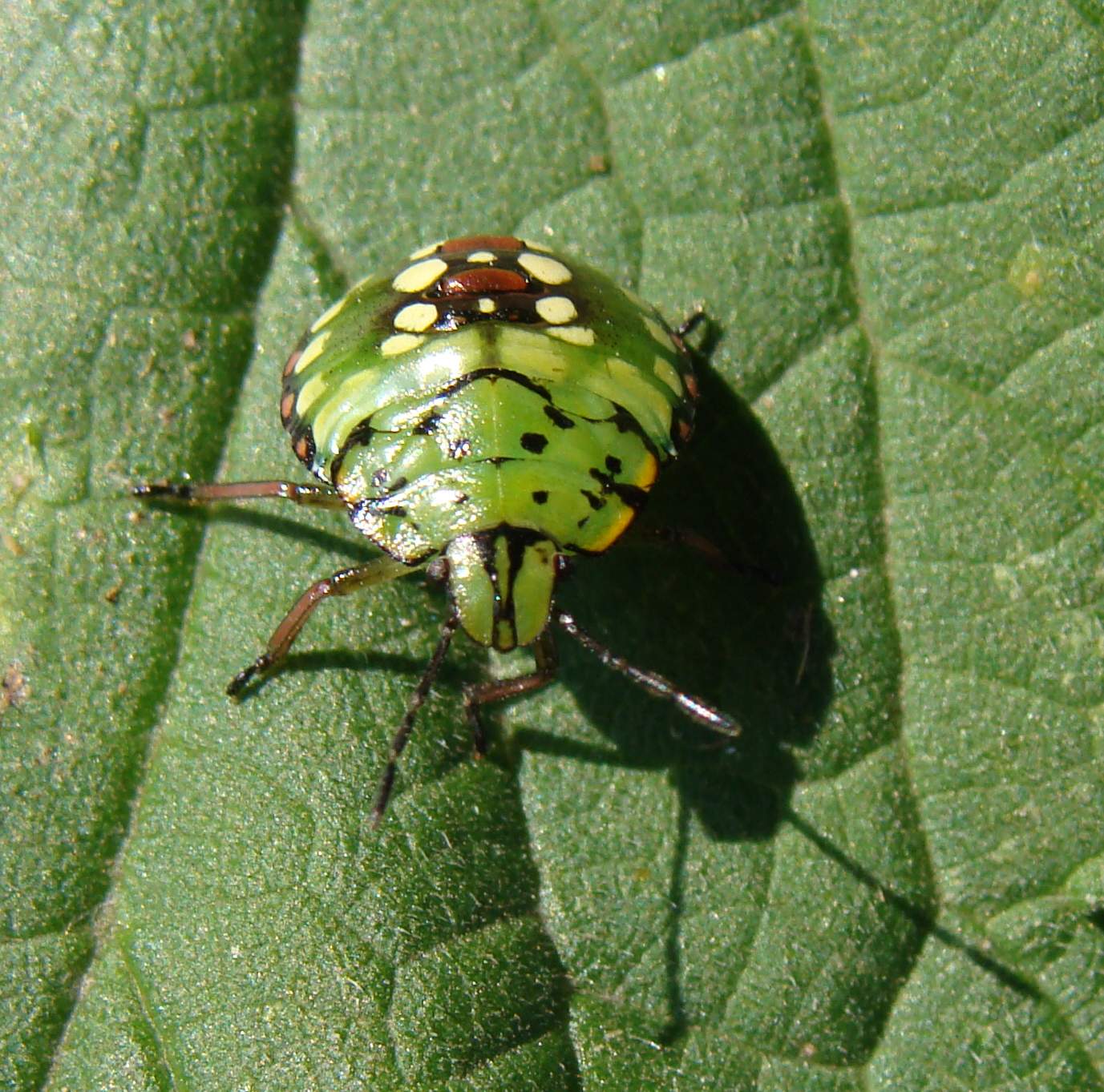 Nezara viridula