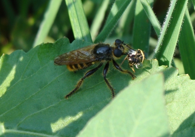 Laphria flava?