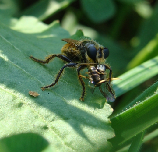 Laphria flava?