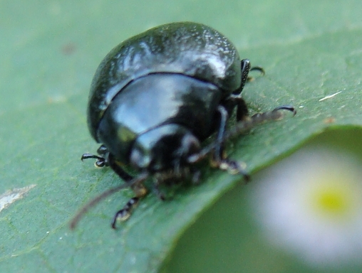 crisomelide nero: Chrysolina haemoptera