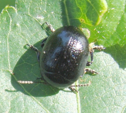 crisomelide nero: Chrysolina haemoptera