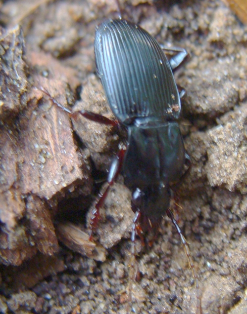 id coleottero - Pterostichus micans