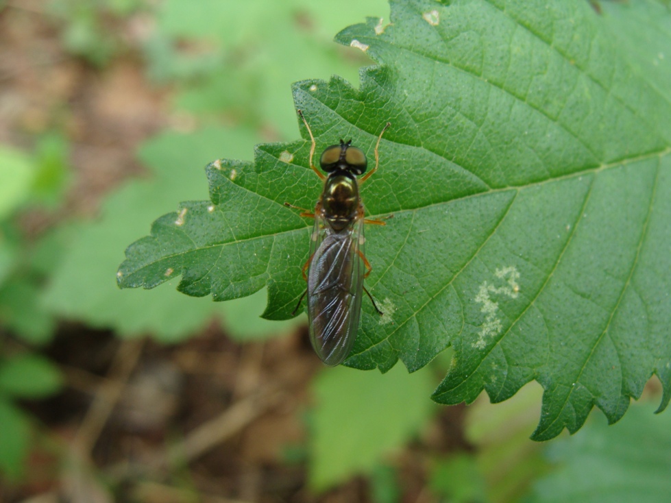 Sargus sp. (Stratiomyidae)