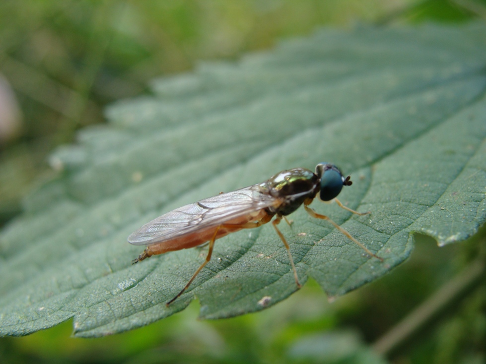Sargus sp. (Stratiomyidae)