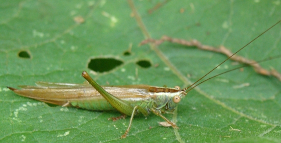 Conocephalus (Xiphidion) discolor - forma macrottera