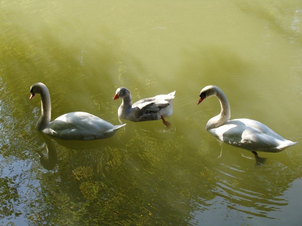 una strana famiglia