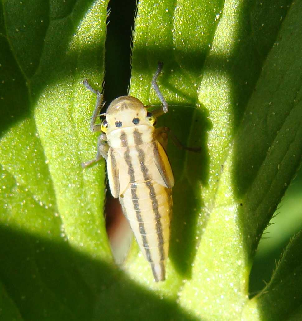 Cicadella viridis (ninfa)