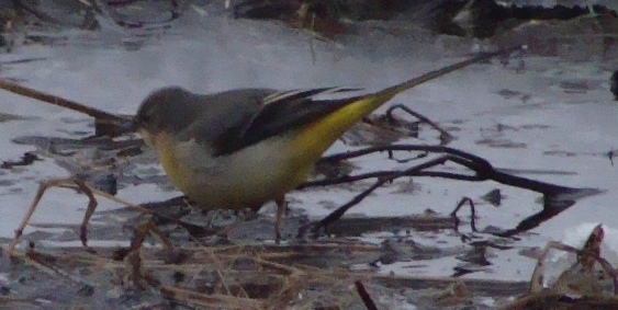 id uccellino