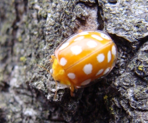 Coccinella invernale