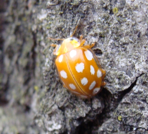 Coccinella invernale