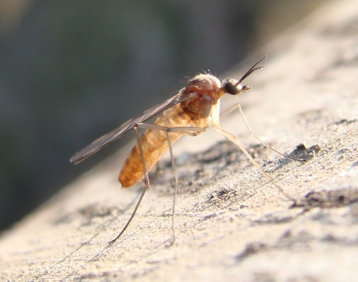 Sylvicola sp. (Anisopodidae).