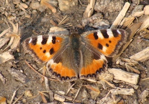 Vanessa urticae