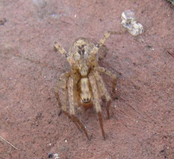 Anyphaena sp.