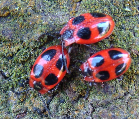 crisomelide? Oreina? Endomychus coccineus