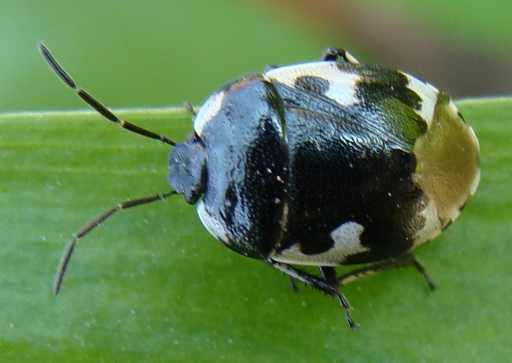 Cydnidae:Tritomegas bicolor in Lombardia