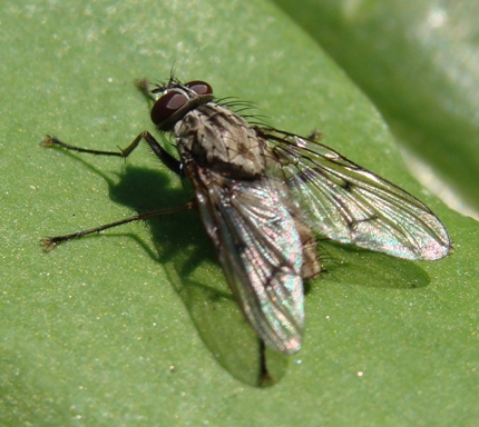 Phaonia fuscata M (Muscidae).