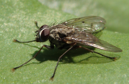 Phaonia fuscata M (Muscidae).