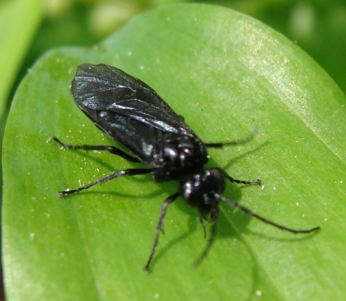 imenottero blu-viola - Dolerus sp. (Tenthredinidae)