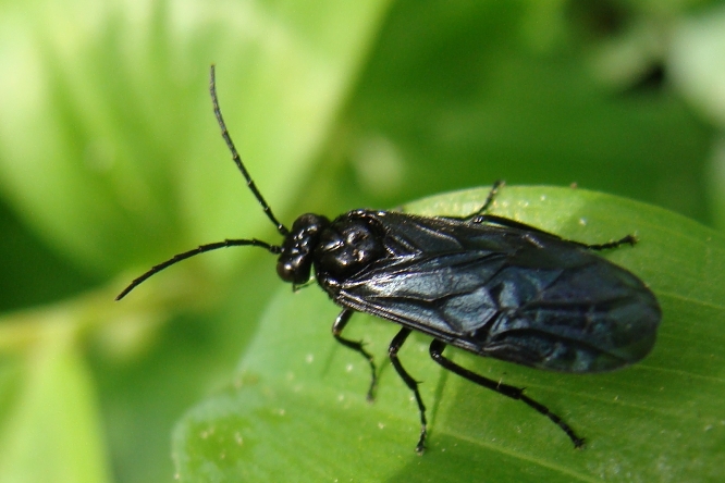 imenottero blu-viola - Dolerus sp. (Tenthredinidae)